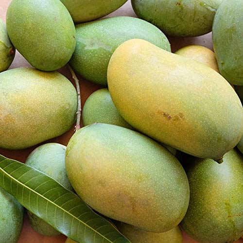Cheruku Rasalu Mango Live Plant