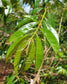 Pitanga laranja do Cerrado Fruit Plant (Eugenia aff. glandulosa)
