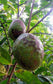 Mountain Soursop Fruit Plants (Annona Montana)