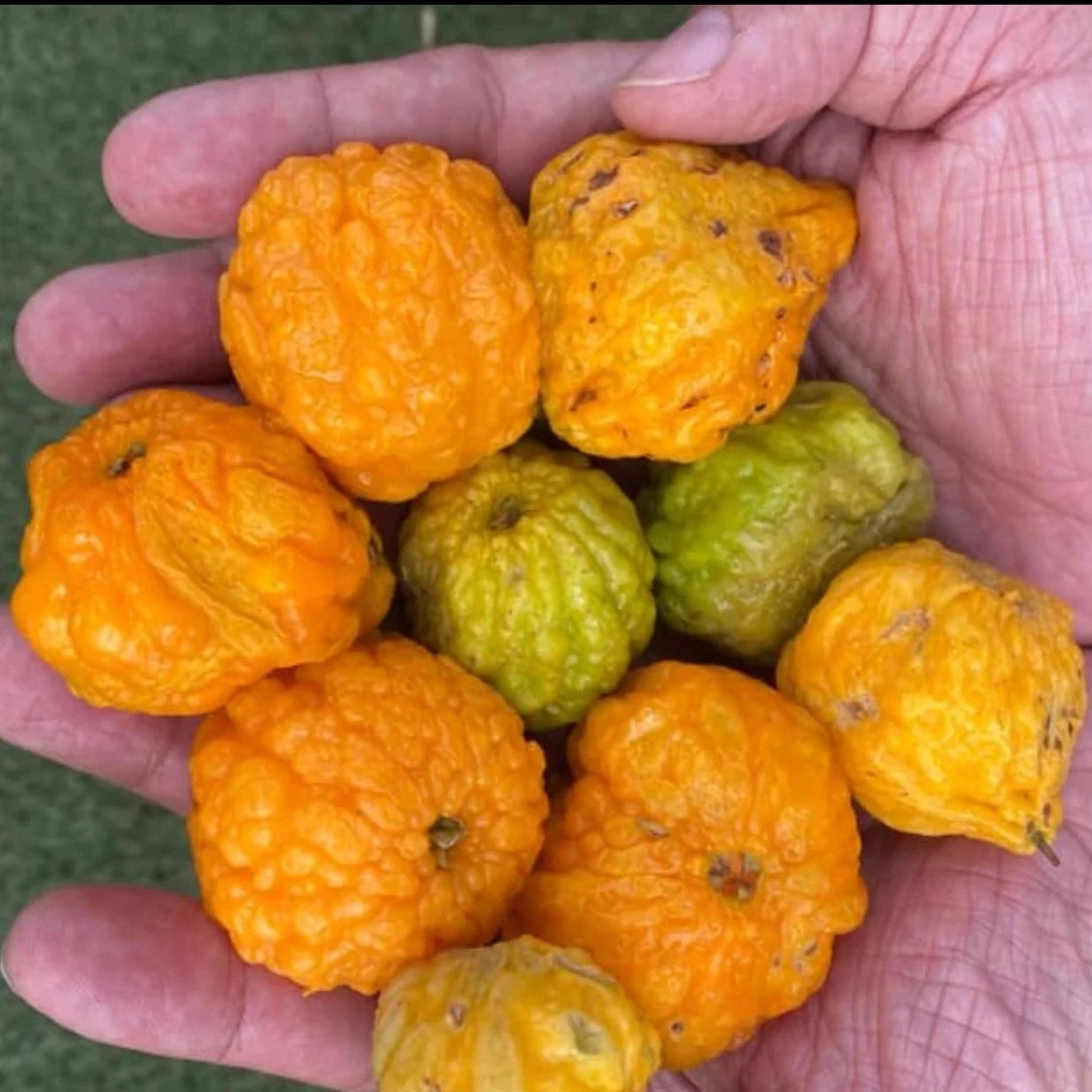 Yellow Guayaba Fruit Plant (Eugenia cribrata var "Amarilla)