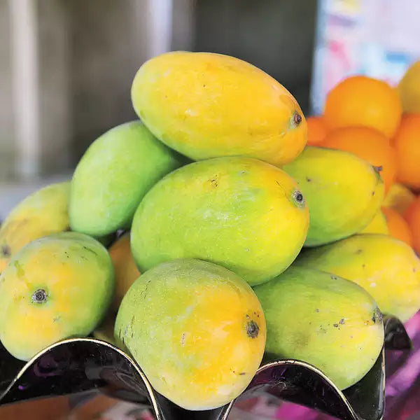 Moovanden Mango Live Plants