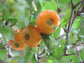Uvaia Brilhante Fruit Plant (Eugenia Squamiflora)