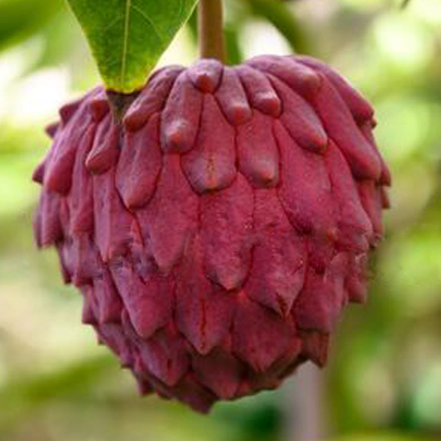 Annona Red Israel Fruit Plant (Annona x Atemoya Red Israel)