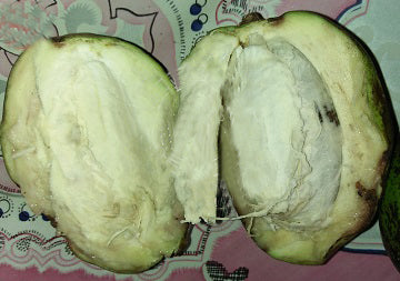 Nyatoh Fruit Plant (Palaquium rostratum)