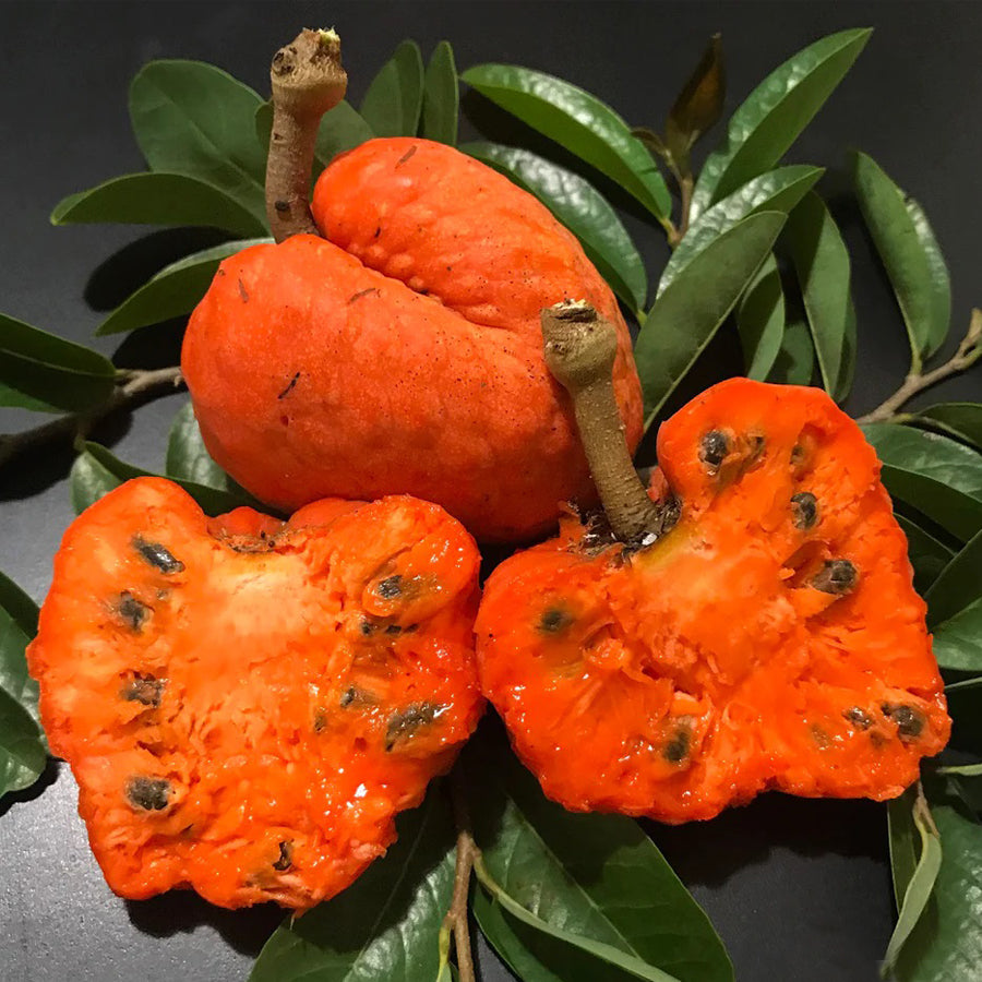 Red Cherimoya Fruit Plant  (Annona Spinescens )