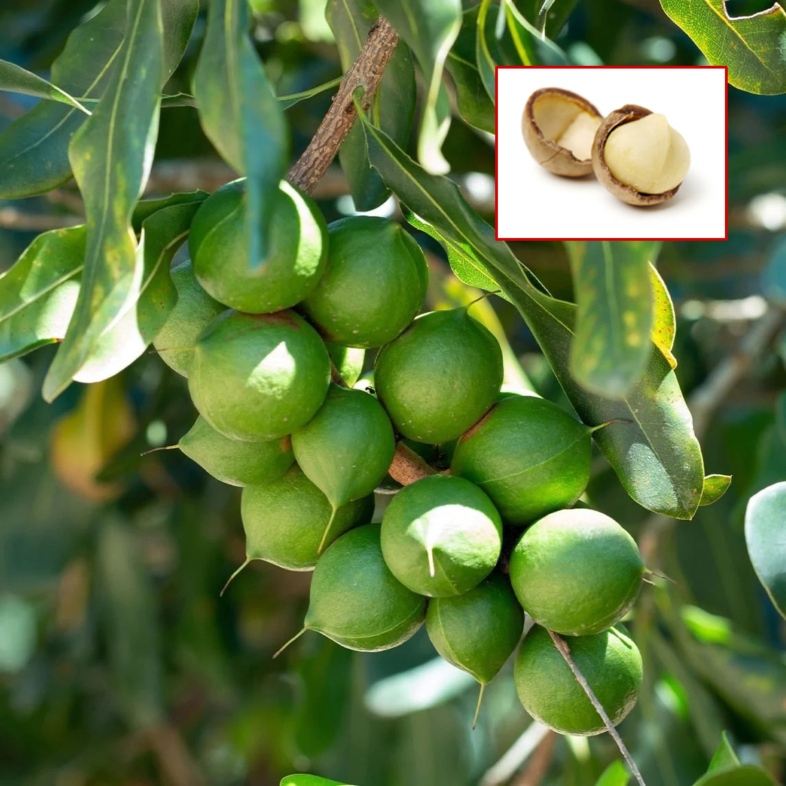 Macadamia Nut Fruit Plant (Macadamia integrifolia)