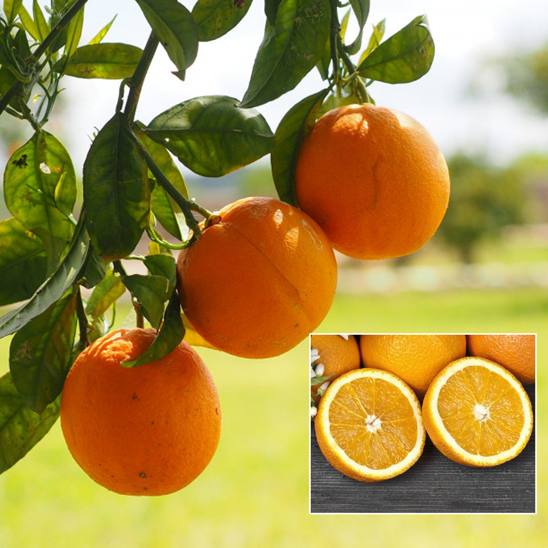 Chinese Sweet Bush Orange Live Plant – veliyathgardens