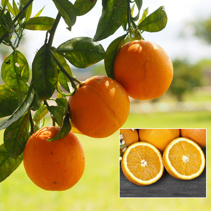 Chinese Sweet Bush Orange Live Plant