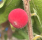 Red-haired Jaboticaba (Myrciaria glomerata)