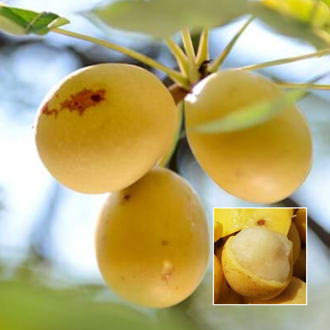 Morula Trees Marula Fruit Plant (Sclerocarya birrea) – veliyathgardens