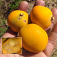 Cerrado Bucupari Fruit Plant (Peritassa Campestis)