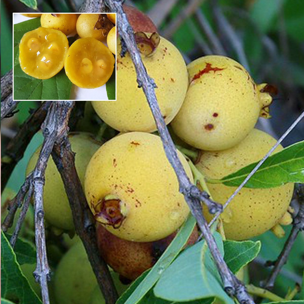 Yellow Guabiroba Fruit Plant (Campomanesia adamantiumis )