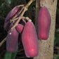 Syzygium branderhorstii Fruit Plant (Syzygium branderhorstii)