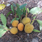Bondon Fruit Plant (Artocarpus brevipedunculatus)
