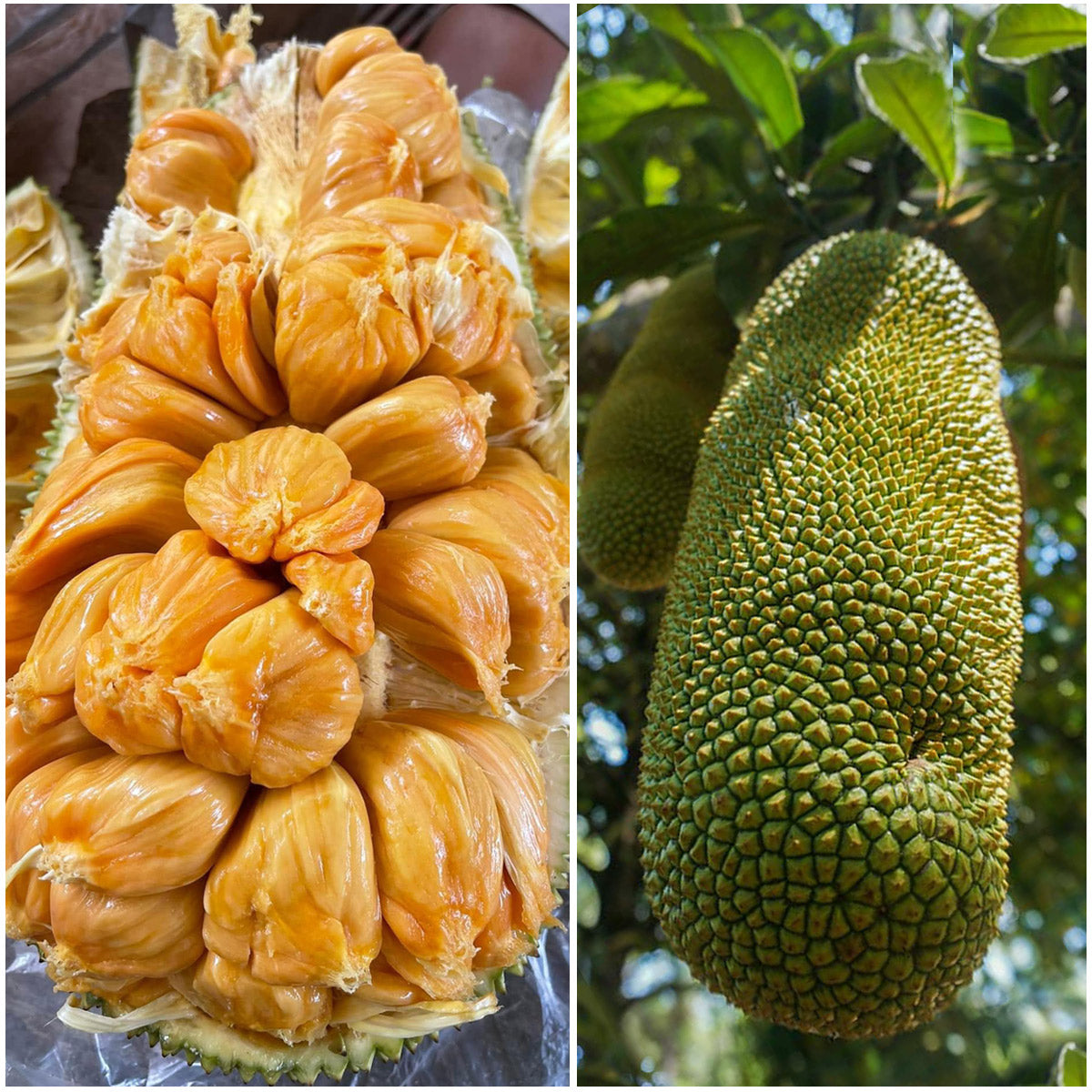 Cempedak Fruit Plant (Artocarpus integer)