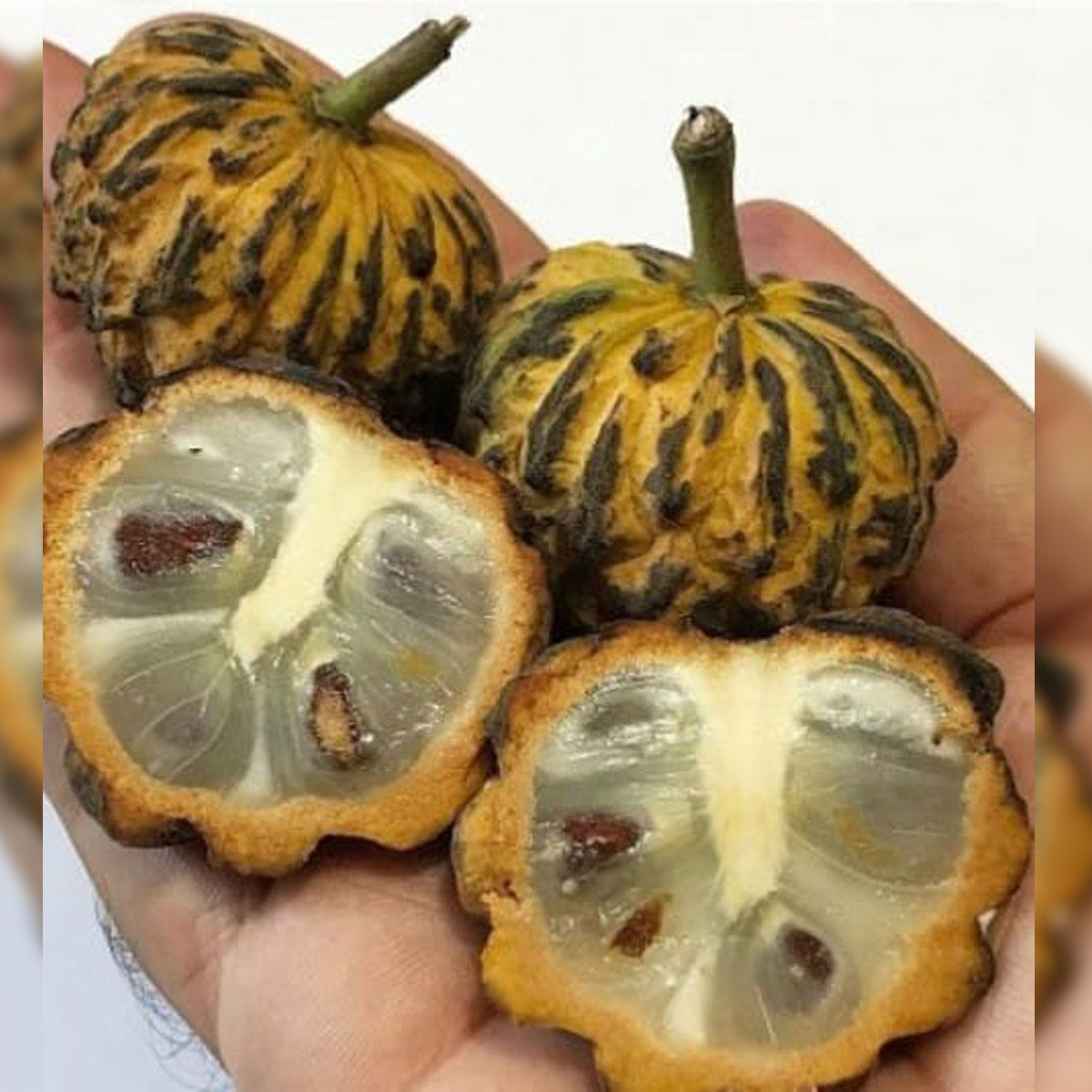 Araticum Do Mato Fruit Plant (Annona sylvatica)