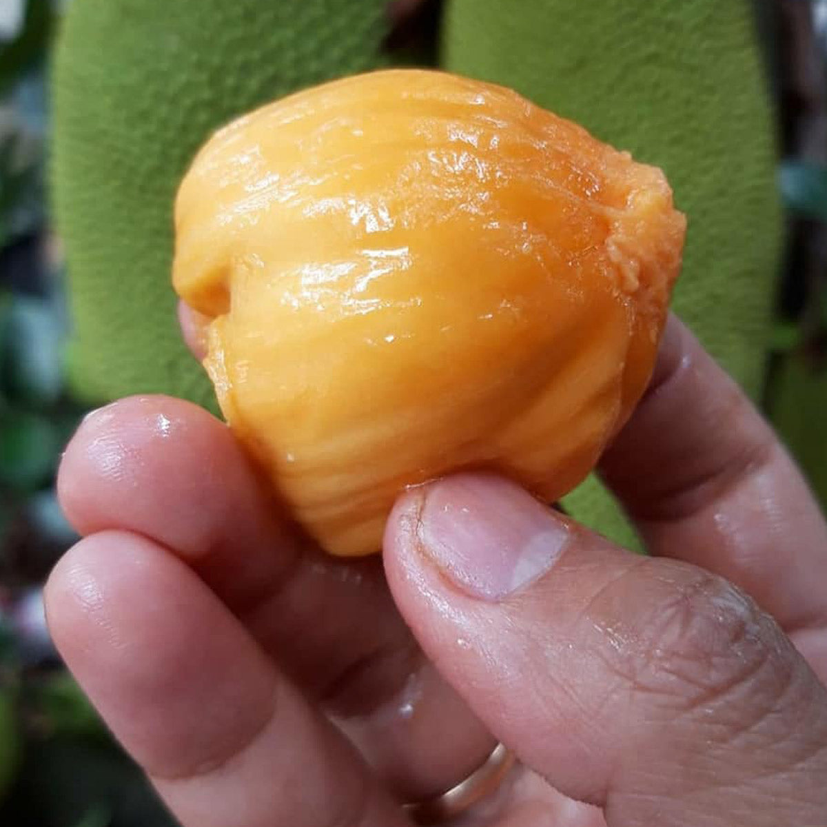 Cempedak Fruit Plant (Artocarpus integer)