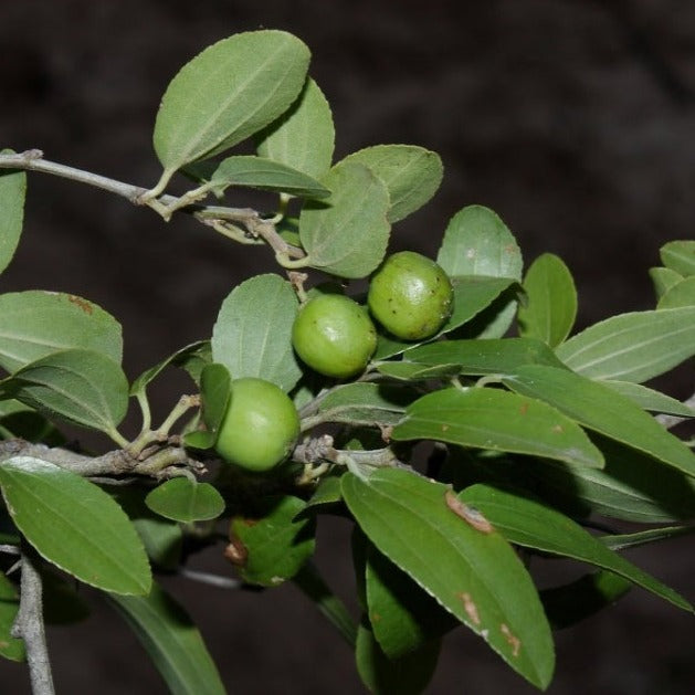 Mistol Fruit Live Plant (Ziziphus mistol)