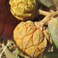 Araticum Fruit Plant (Duguetia furfuracea)