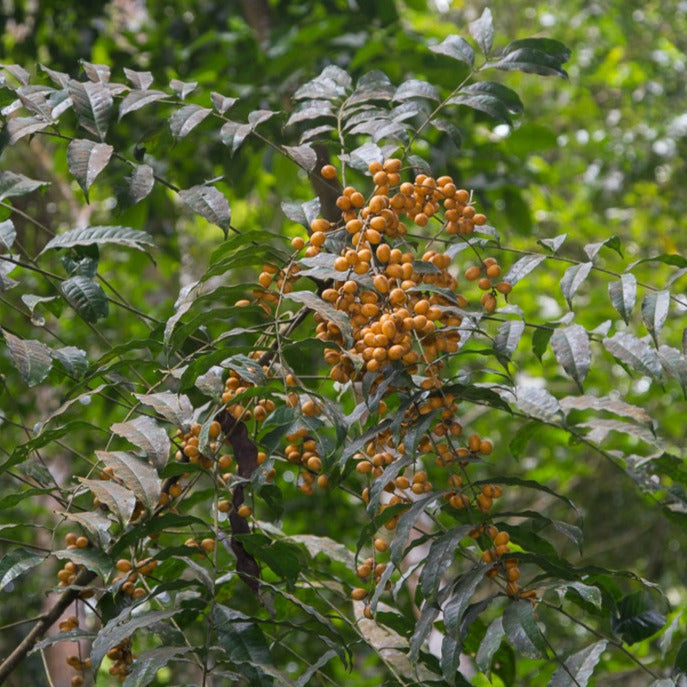 Touliatan Fruit Plant (Talisia carinata)