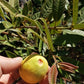 Guajava Mirim Fruit Plant (Psidium striatulum)