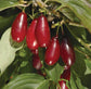 Cornelian Cherries Live Plant (Cornus mas)