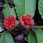 Perebea Guianensis Fruit Plant