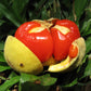 Smith’s Tamarind Fruit Plant (Diploglottis smithii)