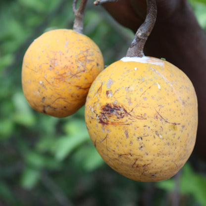 Madd Fruit Plant (Saba Senegalensis)