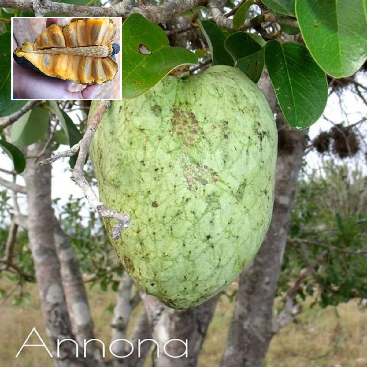 Araticum Fruit Plant (Annona vepretorum)