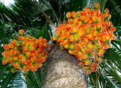 Peach Palm Fruit Plant (Bactris gasipaes)