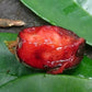 Cereja Cherry Fruit Plant (Eugenia cereja)