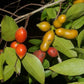 Fingersop Fruit Plant (Meiogyne cylindrocarpa)