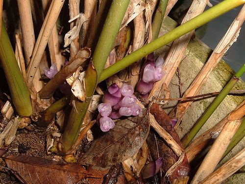 sweet prayer plant Sweet Prayer (Katemfe) Fruit Plant (Thaumatococcus Daniellii) – veliyathgardens