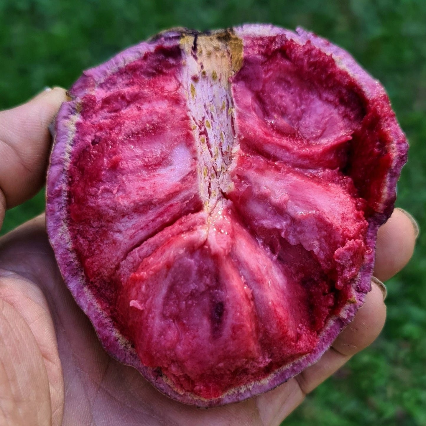 Red Ilama Fruit Plant (Annona Diversifolia)