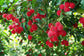 Malwana Rambutan Live Plants (Red)