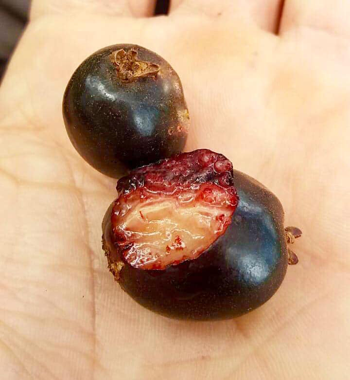 Cherry of the Paramirim Fruit Plant	(Eugenia Oblongata)