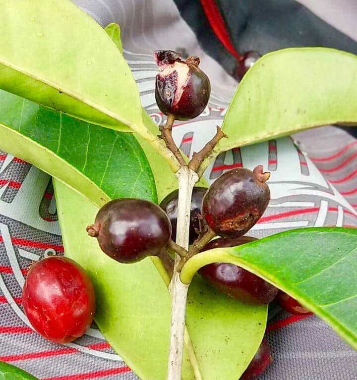 Cherry of the Paramirim Fruit Plant	(Eugenia Oblongata)