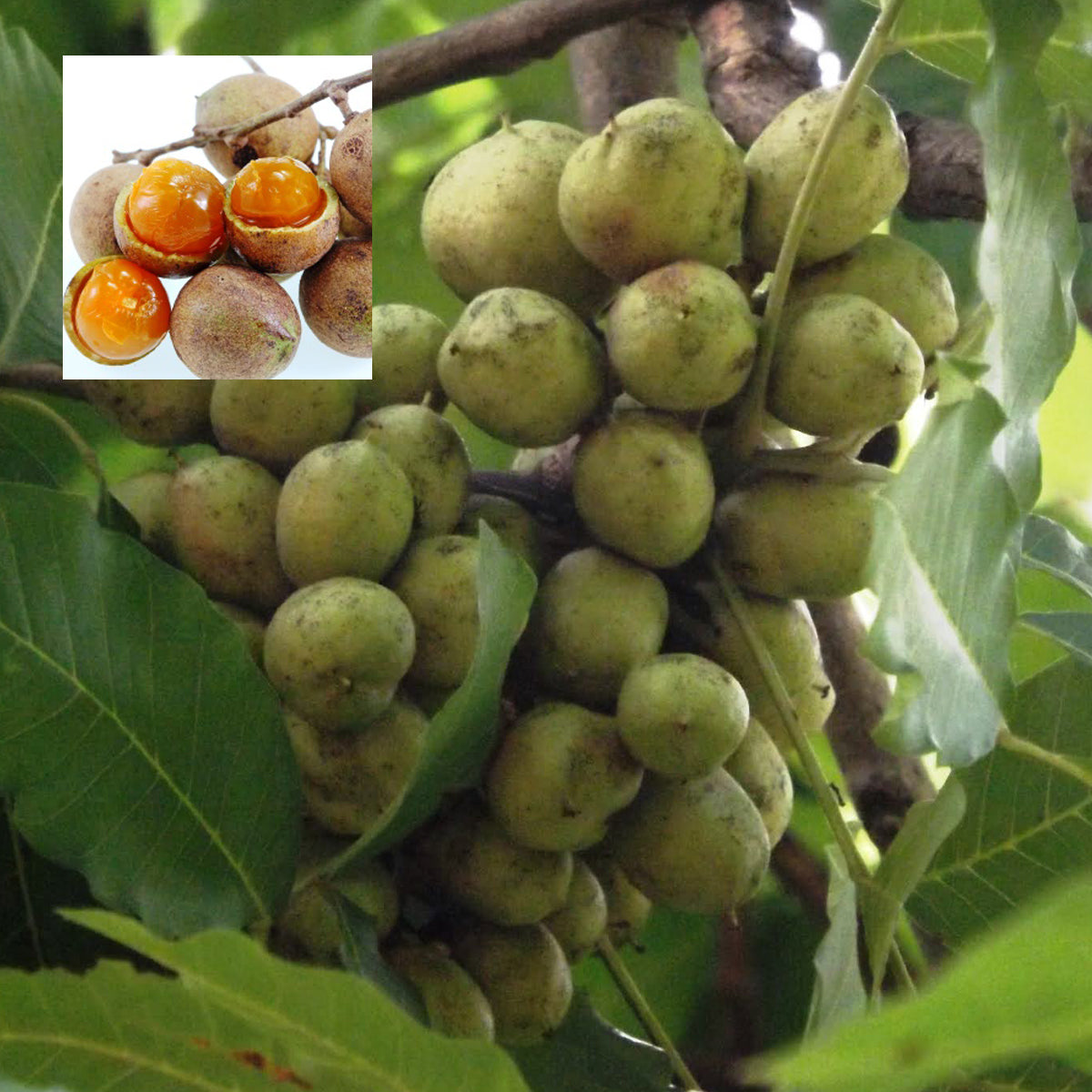 Tree Shell Lac Malay Lac Fruit Tree Plant (Schleichera oleosa) – veliyathgardens