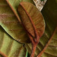 Pouteria sp Espiritosancti Fruit Plant (Pouteria sp Espiritosancti)