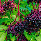 Elder Berry Fruit PLant (Sambucus nigra)