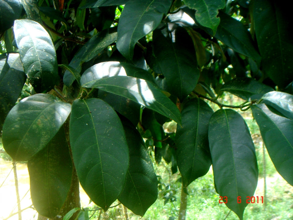 Cempedak Fruit Plant (Artocarpus integer)