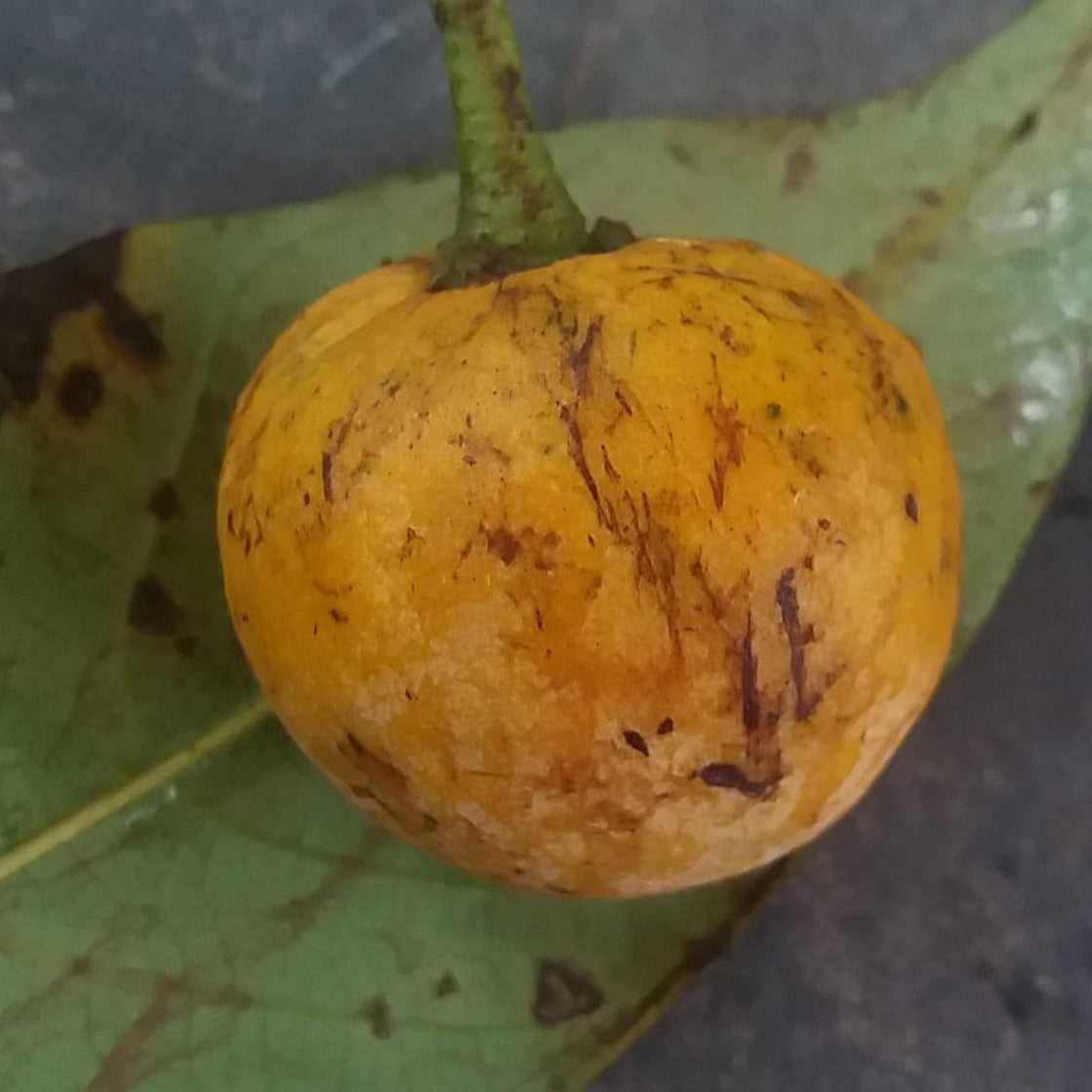 Pinha Do Mato Live Plant (Annona bahiensis)