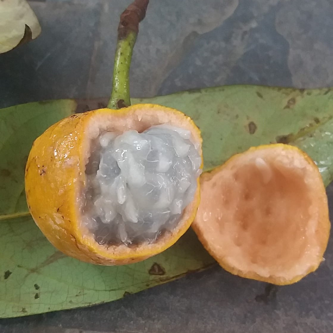 Pinha Do Mato Live Plant (Annona bahiensis)
