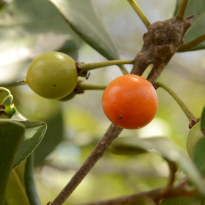 Black massaranduba Fruit Plant (Manilkara salzmannii)