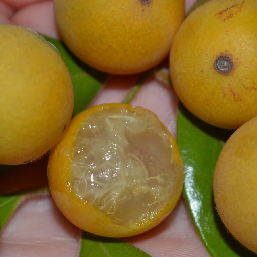 Guquica Fruit Live Plant (Myrciaria guaquia )