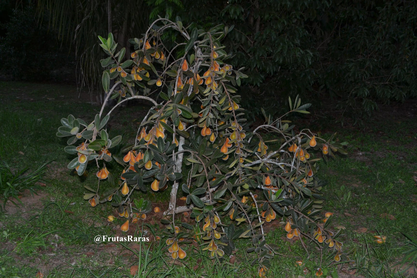 Pera do campo Fruit Plant (Eugenia Klotzschiana)