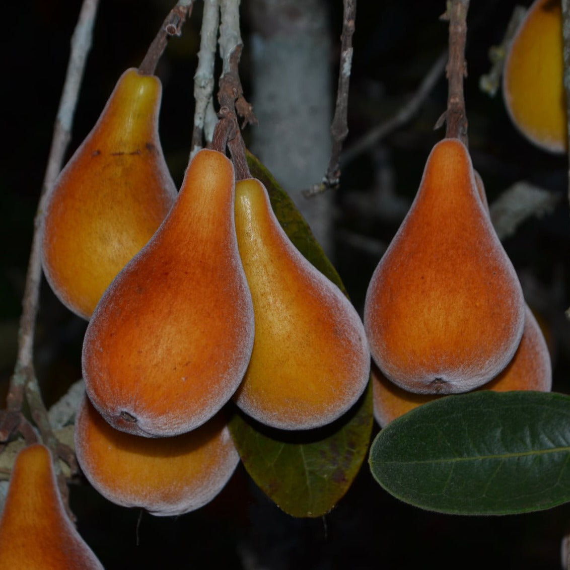 Pera do campo Fruit Plant (Eugenia Klotzschiana)