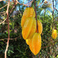 Carambola Fruit Plants (Averrhoa Carambola)