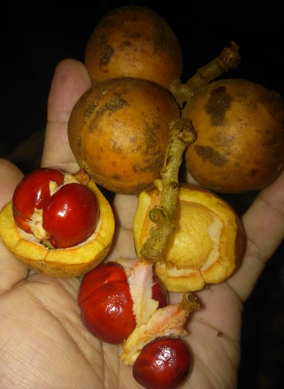 Red Tampoi Fruit Plant (Baccaurea costulata)